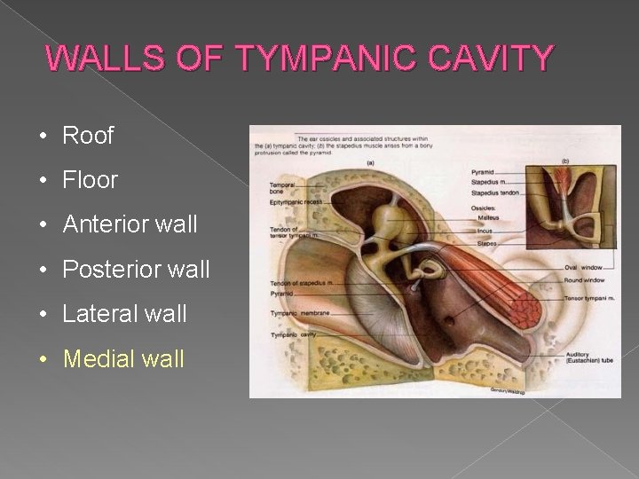 WALLS OF TYMPANIC CAVITY • Roof • Floor • Anterior wall • Posterior wall