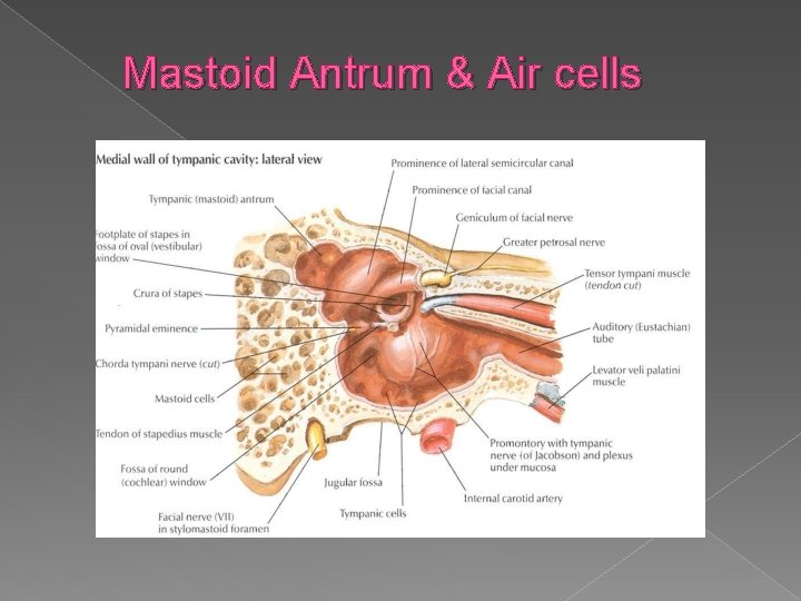 Mastoid Antrum & Air cells 