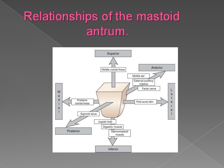 Relationships of the mastoid antrum. 