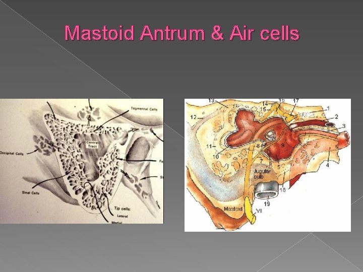 Mastoid Antrum & Air cells 