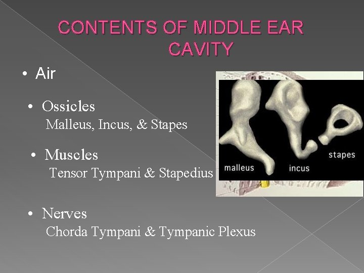 CONTENTS OF MIDDLE EAR CAVITY • Air • Ossicles Malleus, Incus, & Stapes •