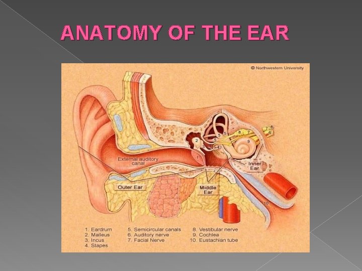 ANATOMY OF THE EAR 