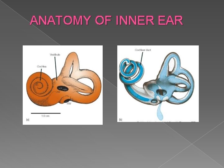 ANATOMY OF INNER EAR 