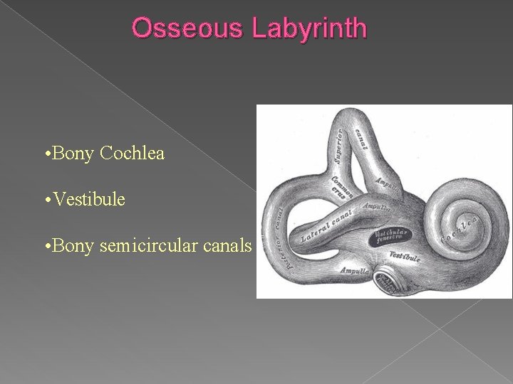 Osseous Labyrinth • Bony Cochlea • Vestibule • Bony semicircular canals 