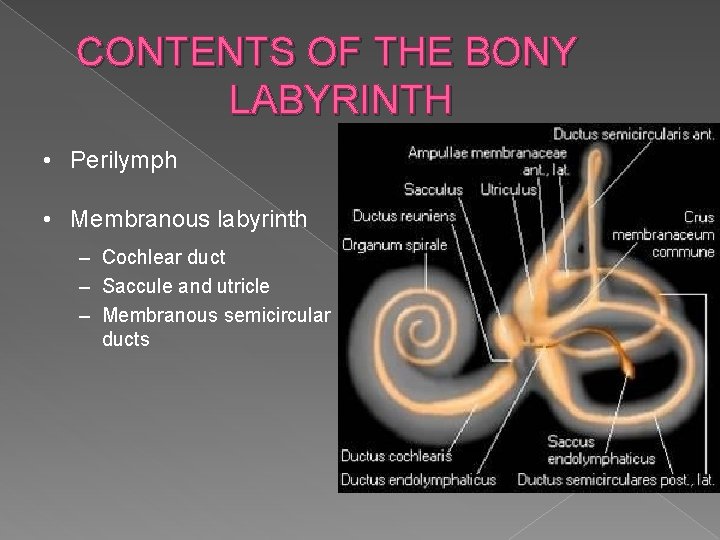 CONTENTS OF THE BONY LABYRINTH • Perilymph • Membranous labyrinth – Cochlear duct –