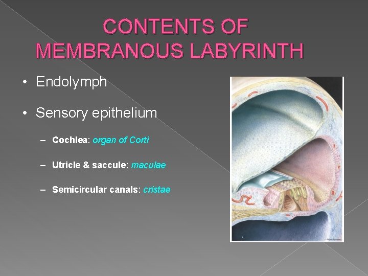 CONTENTS OF MEMBRANOUS LABYRINTH • Endolymph • Sensory epithelium – Cochlea: organ of Corti