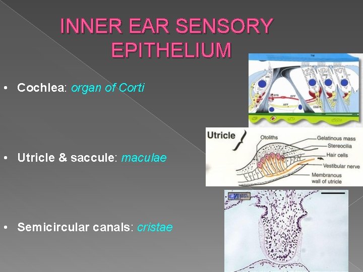 INNER EAR SENSORY EPITHELIUM • Cochlea: organ of Corti • Utricle & saccule: maculae