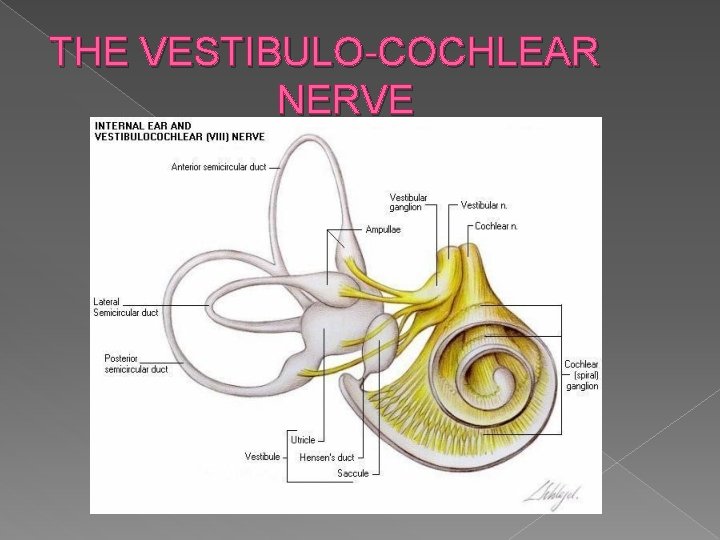 THE VESTIBULO-COCHLEAR NERVE 