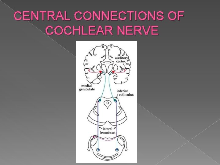 CENTRAL CONNECTIONS OF COCHLEAR NERVE 