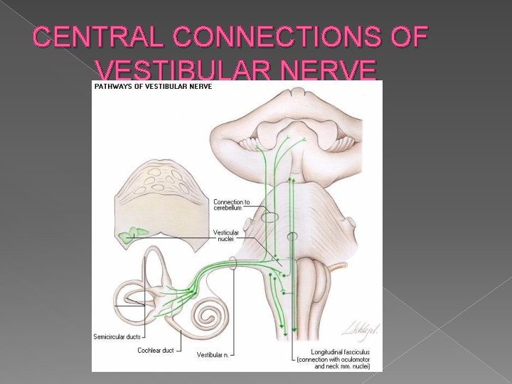 CENTRAL CONNECTIONS OF VESTIBULAR NERVE 