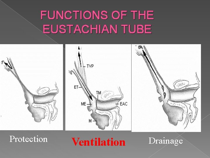 FUNCTIONS OF THE EUSTACHIAN TUBE Protection Ventilation Drainage 