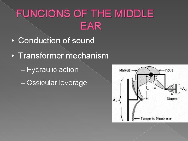 FUNCIONS OF THE MIDDLE EAR • Conduction of sound • Transformer mechanism – Hydraulic