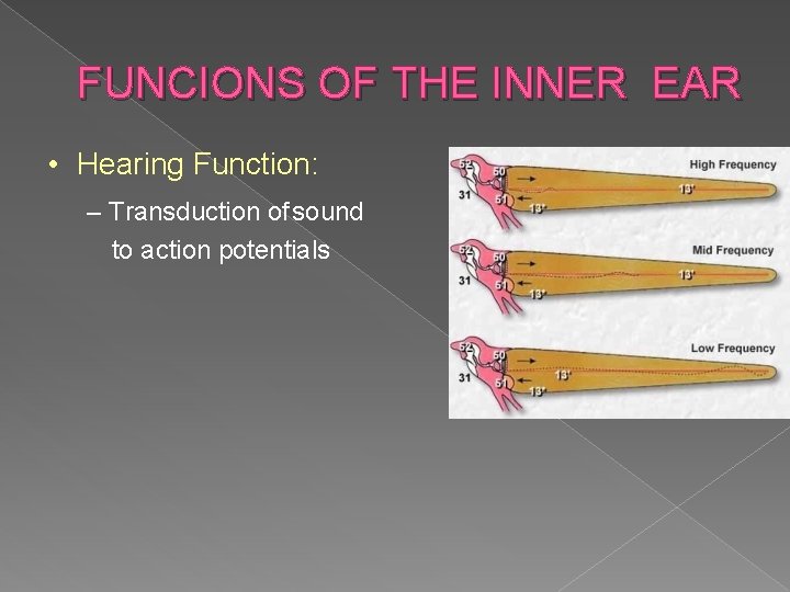 FUNCIONS OF THE INNER EAR • Hearing Function: – Transduction of sound to action