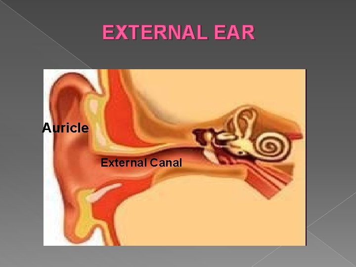 EXTERNAL EAR Auricle External Canal 