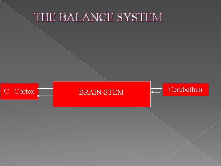 THE BALANCE SYSTEM C. Cortex BRAIN-STEM Cerebellum 