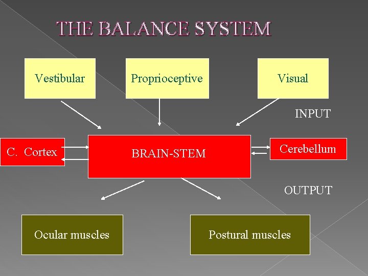 THE BALANCE SYSTEM Vestibular Proprioceptive Visual INPUT C. Cortex BRAIN-STEM Cerebellum OUTPUT Ocular muscles