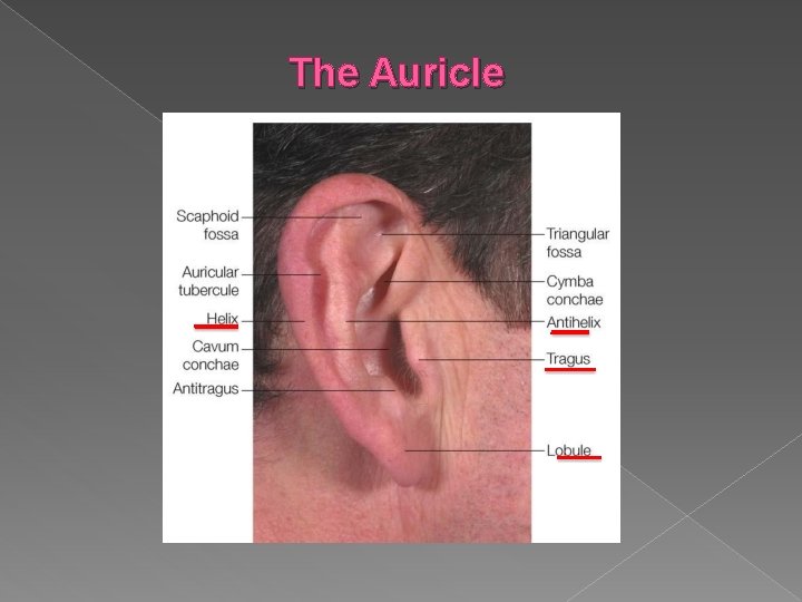 The Auricle 