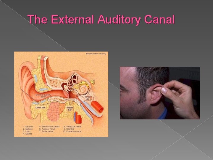 The External Auditory Canal 