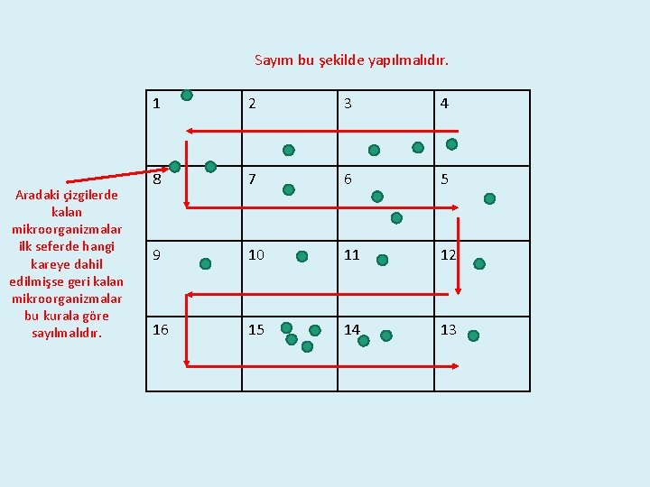 Sayım bu şekilde yapılmalıdır. Aradaki çizgilerde kalan mikroorganizmalar ilk seferde hangi kareye dahil edilmişse