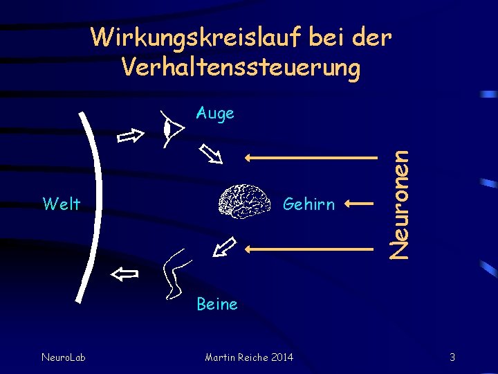 Wirkungskreislauf bei der Verhaltenssteuerung Welt Gehirn Neuronen Auge Beine Neuro. Lab Martin Reiche 2014