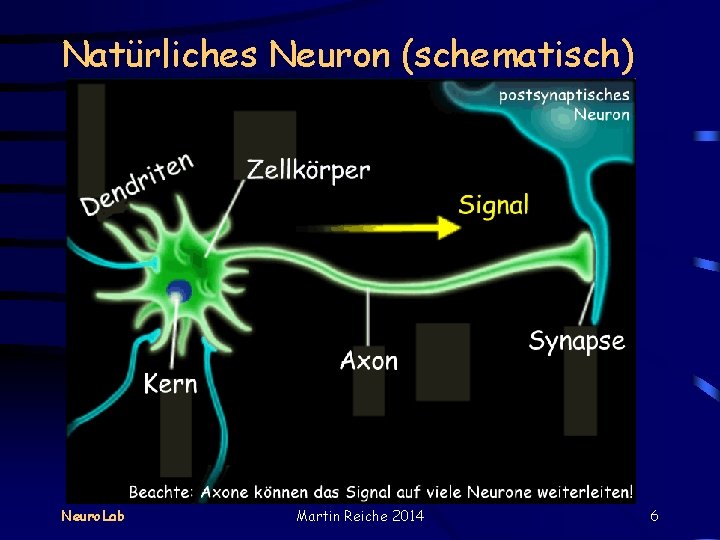 Natürliches Neuron (schematisch) Neuro. Lab Martin Reiche 2014 6 