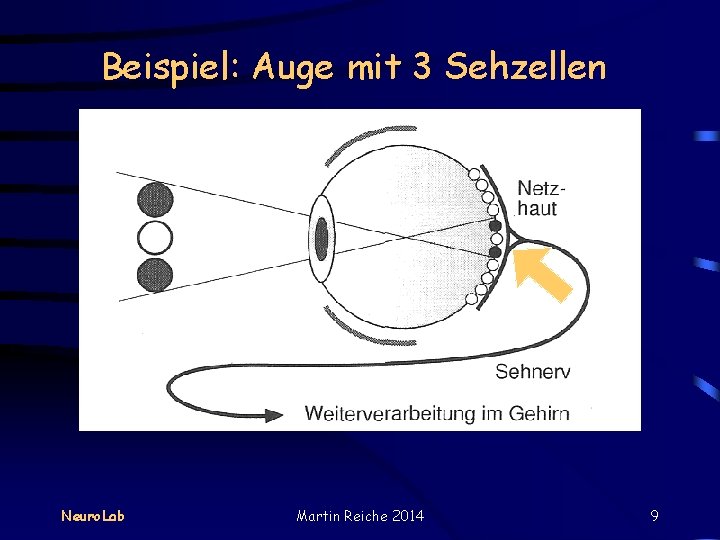 Beispiel: Auge mit 3 Sehzellen Neuro. Lab Martin Reiche 2014 9 