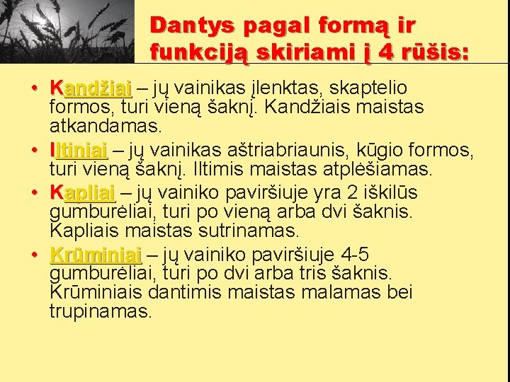 Dantys pagal formą ir funkciją skiriami į 4 rūšis: • Kandžiai – jų vainikas