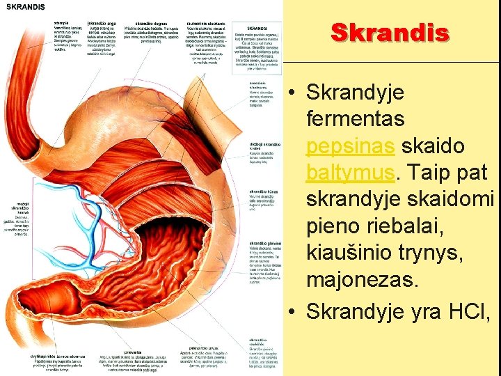 Skrandis • Skrandyje fermentas pepsinas skaido baltymus. Taip pat skrandyje skaidomi pieno riebalai, kiaušinio