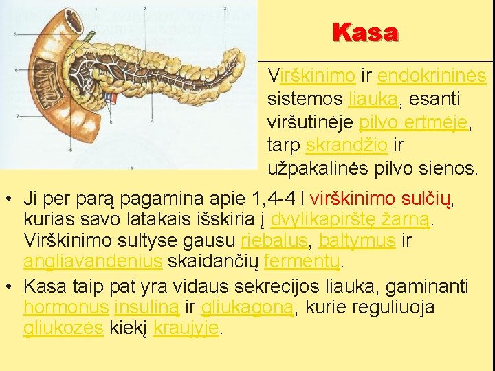 Kasa • Virškinimo ir endokrininės sistemos liauka, esanti viršutinėje pilvo ertmėje, tarp skrandžio ir