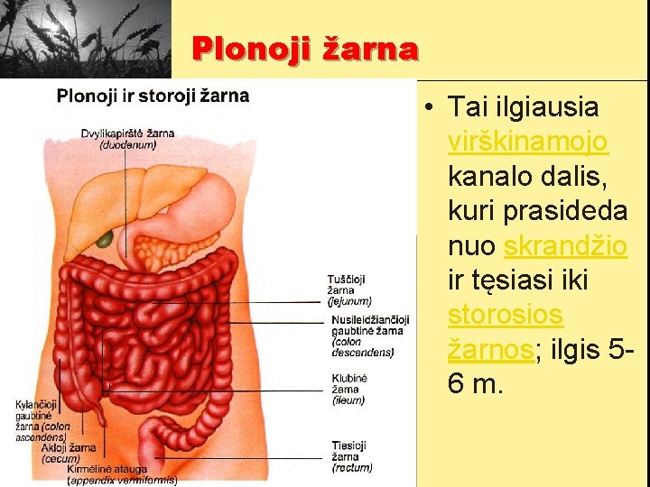 Plonoji žarna • Tai ilgiausia virškinamojo kanalo dalis, kuri prasideda nuo skrandžio ir tęsiasi