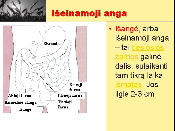 Išeinamoji anga • Išangė, arba išeinamoji anga – tai tiesiosios žarnos galinė dalis, sulaikanti