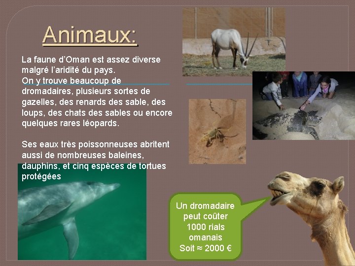 Animaux: La faune d’Oman est assez diverse malgré l’aridité du pays. On y trouve
