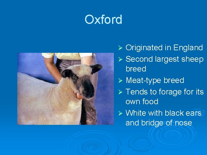 Oxford Originated in England Ø Second largest sheep breed Ø Meat-type breed Ø Tends