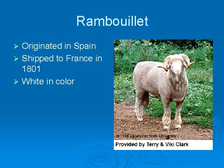 Rambouillet Originated in Spain Ø Shipped to France in 1801 Ø White in color
