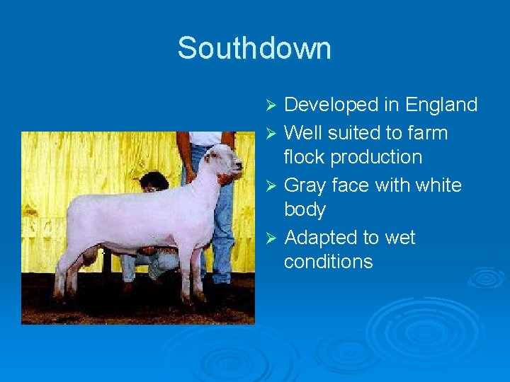 Southdown Developed in England Ø Well suited to farm flock production Ø Gray face