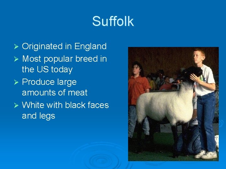 Suffolk Originated in England Ø Most popular breed in the US today Ø Produce