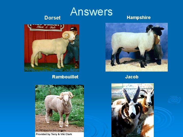 Dorset Answers Rambouillet Hampshire Jacob 