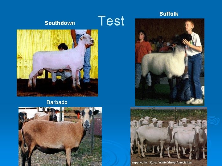 Southdown Barbado Test Suffolk 