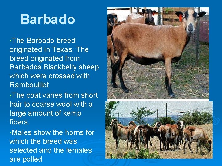 Barbado • The Barbado breed originated in Texas. The breed originated from Barbados Blackbelly