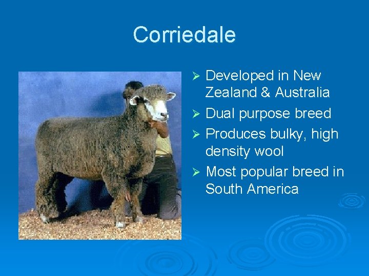 Corriedale Developed in New Zealand & Australia Ø Dual purpose breed Ø Produces bulky,