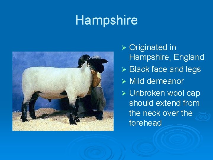 Hampshire Originated in Hampshire, England Ø Black face and legs Ø Mild demeanor Ø