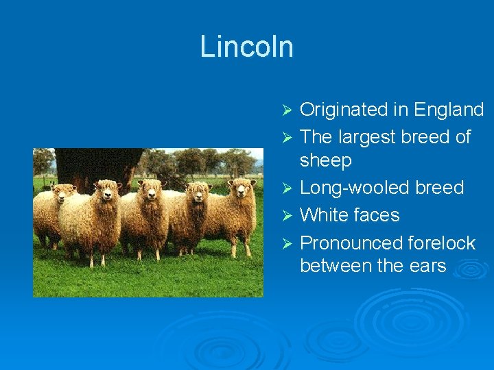 Lincoln Originated in England Ø The largest breed of sheep Ø Long-wooled breed Ø