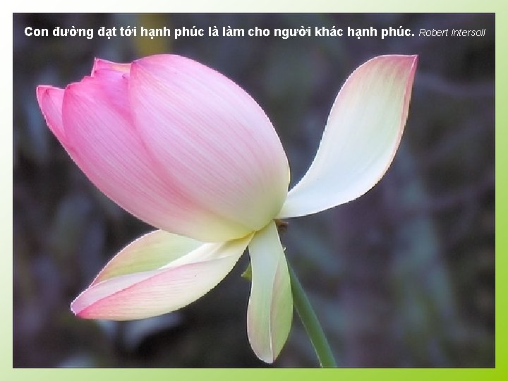 Con đường đạt tới hạnh phúc là làm cho người khác hạnh phúc. Robert
