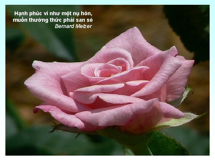 Hạnh phúc ví như một nụ hôn, muốn thưởng thức phải san sẻ Bernard