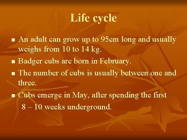 Life cycle n n An adult can grow up to 95 cm long and