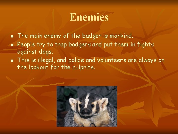 Enemies n n n The main enemy of the badger is mankind. People try