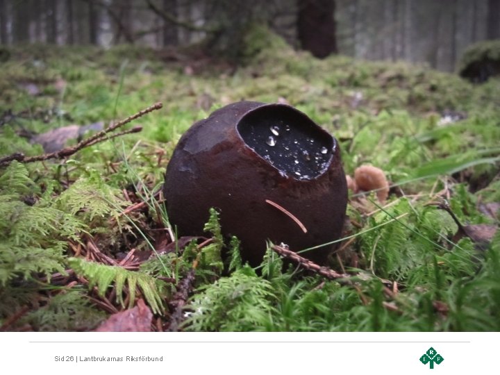 Sid 26 | Lantbrukarnas Riksförbund 