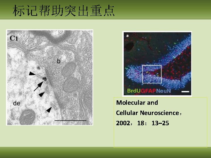 标记帮助突出重点 Molecular and Cellular Neuroscience， 2002，18： 13– 25 