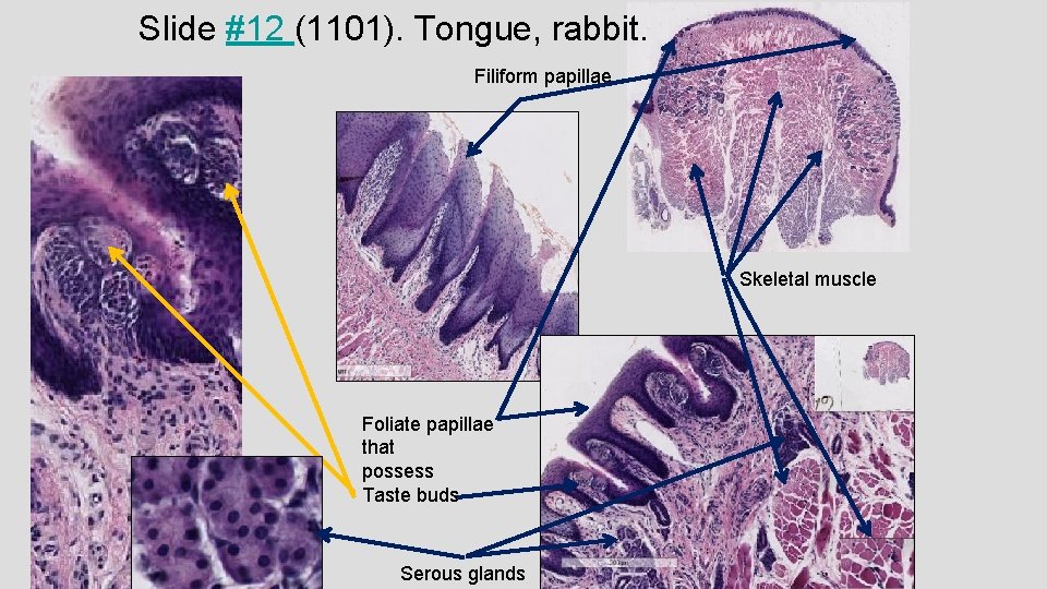 Slide #12 (1101). Tongue, rabbit. Filiform papillae Skeletal muscle Foliate papillae that possess Taste