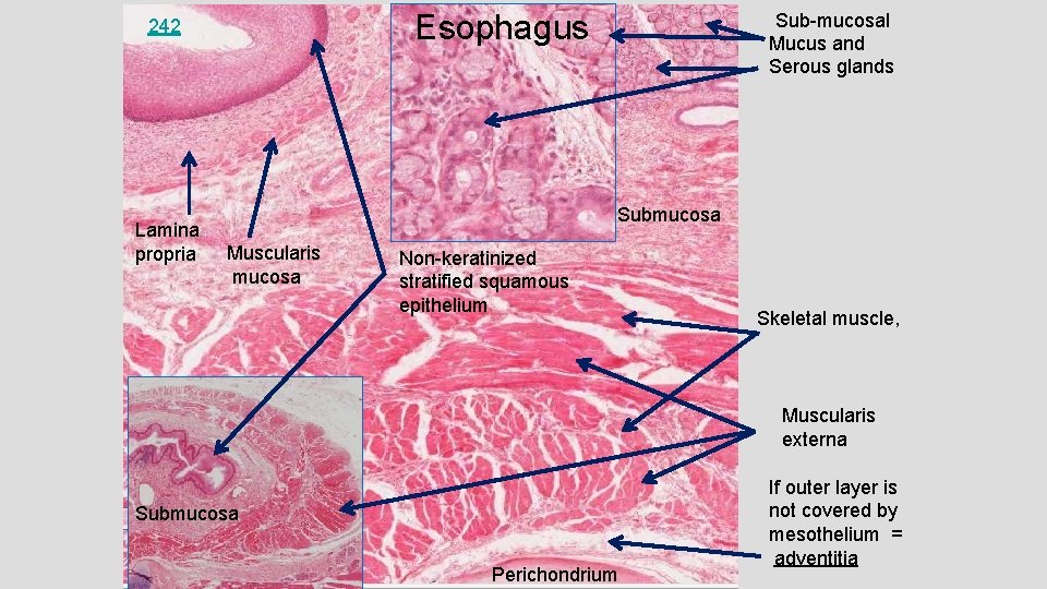 Esophagus 242 Lamina propria Sub-mucosal Mucus and Serous glands Submucosa Muscularis mucosa Non-keratinized stratified